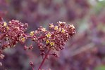 Cotinus-coggygria-Royal-Purple-Flowers-1-MJD19.JPG