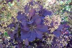 Cotinus-coggygria-'Royal Purple'-Leaves-Summer-1-HMS18.JPG