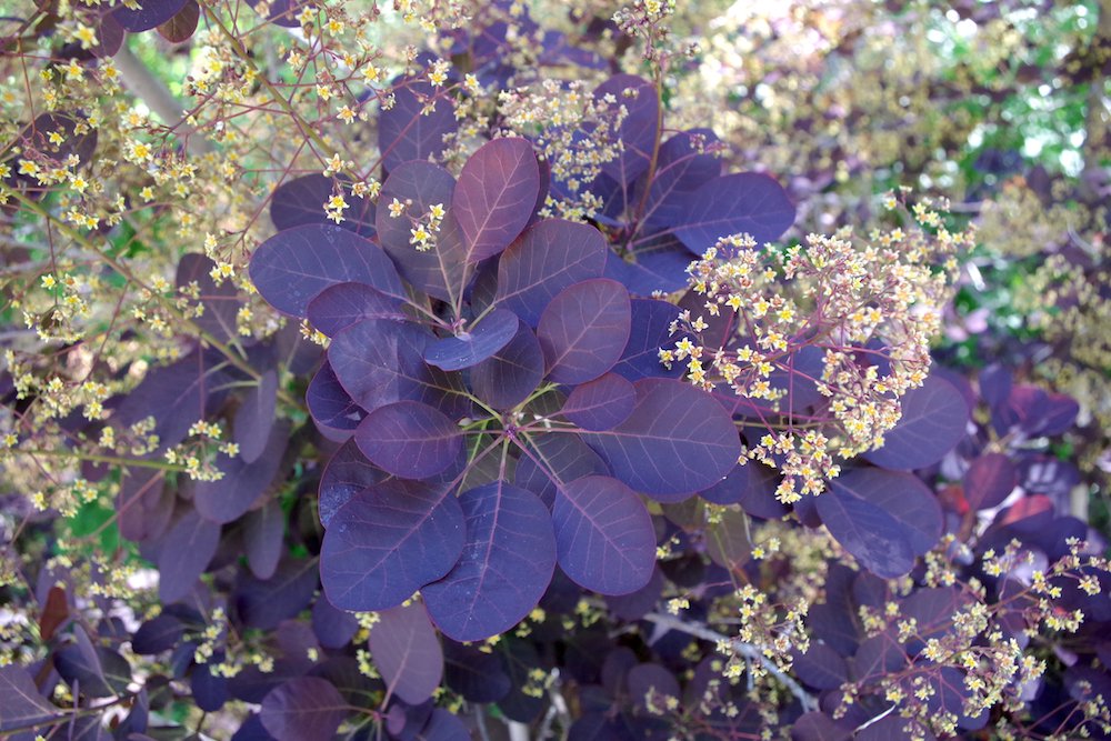 Cotinus-coggygria-'Royal Purple'-Leaves-Summer-1-HMS18.JPG