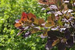 Cotinus-coggygria-'Velvet-Cloak'-Summer-4-HMS18.JPG