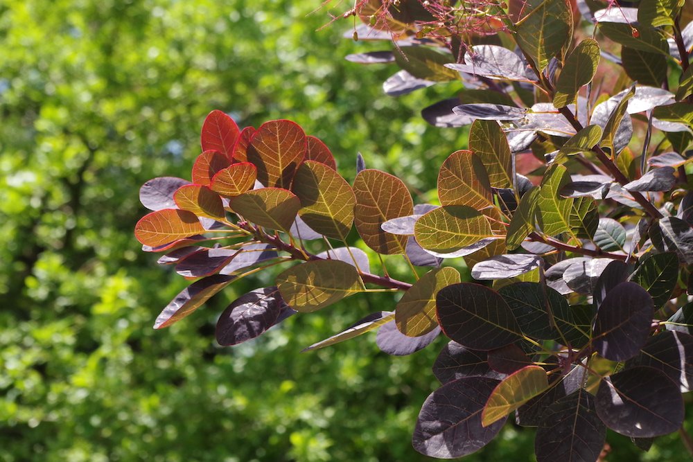 Cotinus-coggygria-'Velvet-Cloak'-Summer-4-HMS18.JPG