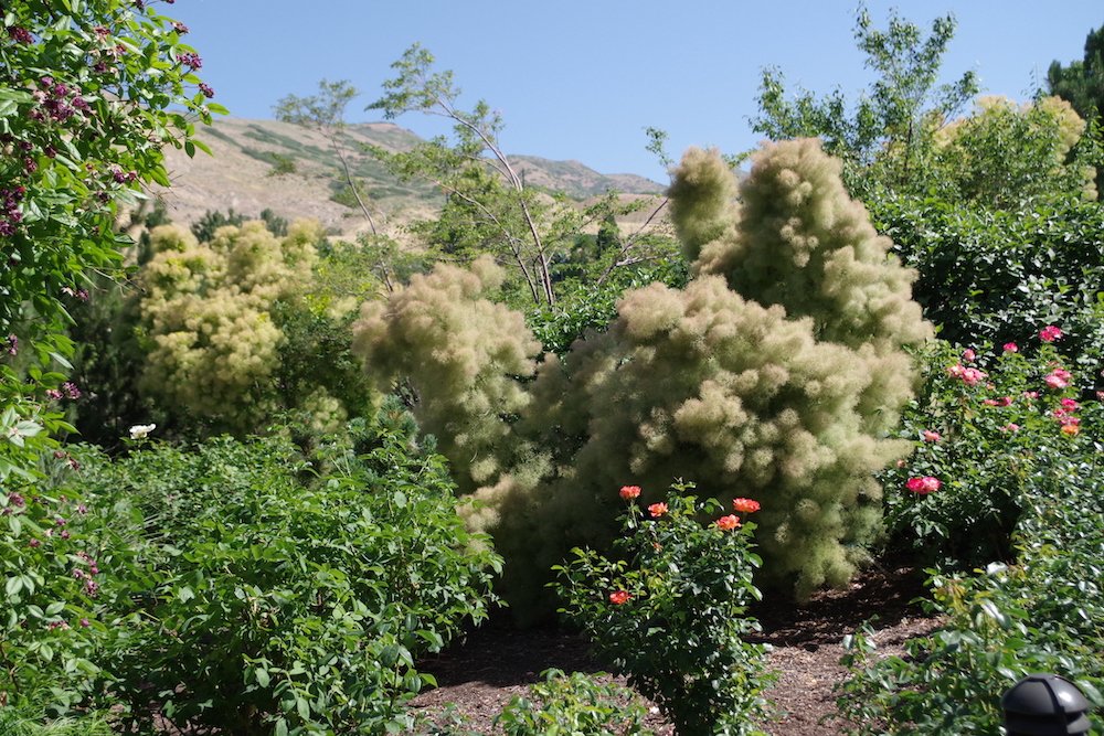 Cotinus-coggygria-'Young Lady'-Habit-1-HMS19.JPG