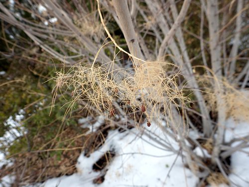 Cotinus coggygria 'Ancot' Fruits 1 JWB16 (1).JPG
