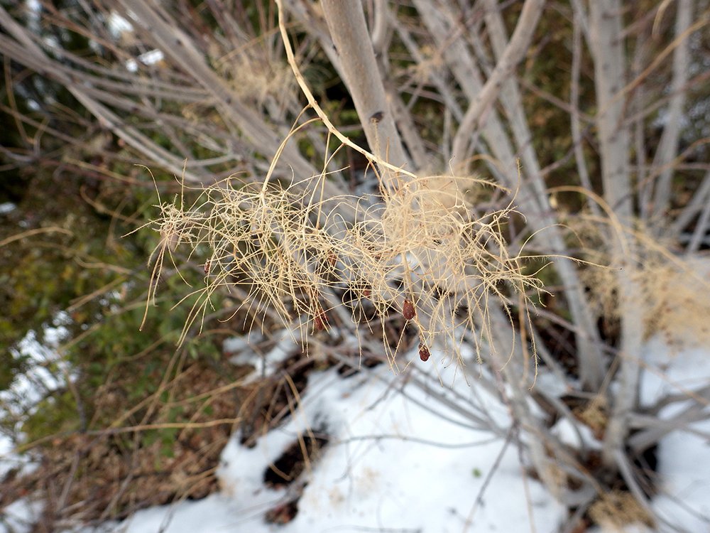 Cotinus coggygria 'Ancot' Fruits 1 JWB16 (1).JPG