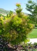 Cotinus coggygria 'Ancot' Habit JWB13.JPG