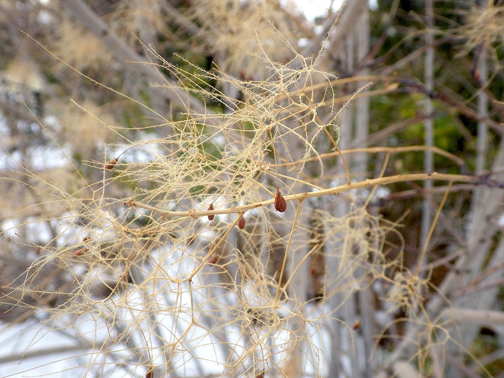 Cotinus coggygria 'Ancot' Seed HMS16.JPG