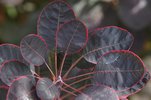 Cotinus coggygria 'Royal Purple' Fall Leaves 1 JWB13.JPG