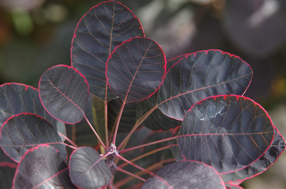 Cotinus coggygria 'Royal Purple' Fall Leaves 1 JWB13.JPG