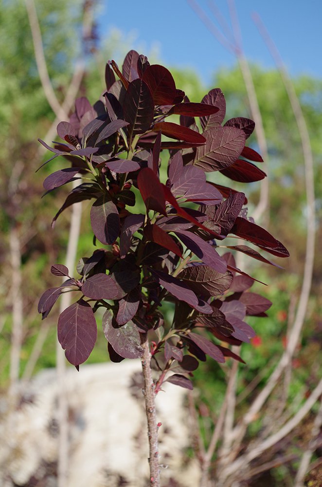Cotinus coggygria 'Royal Purple' Leaves JAM16.JPG
