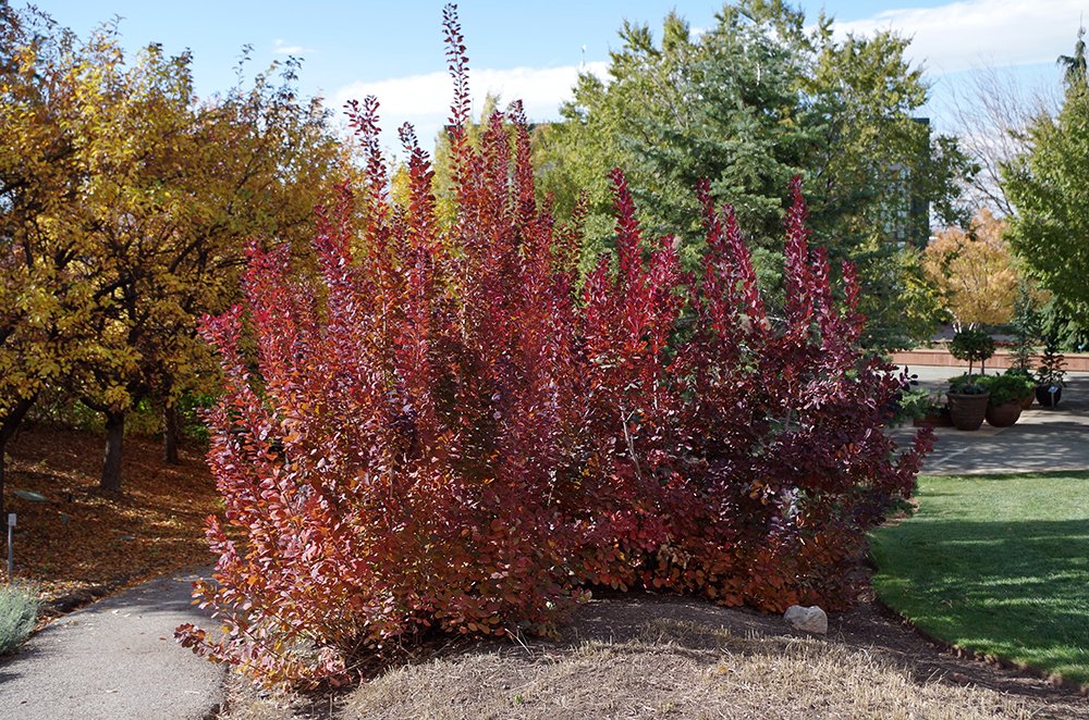 Cotinus coggygria 'Velvet Cloak' Fall Color HMS15.JPG