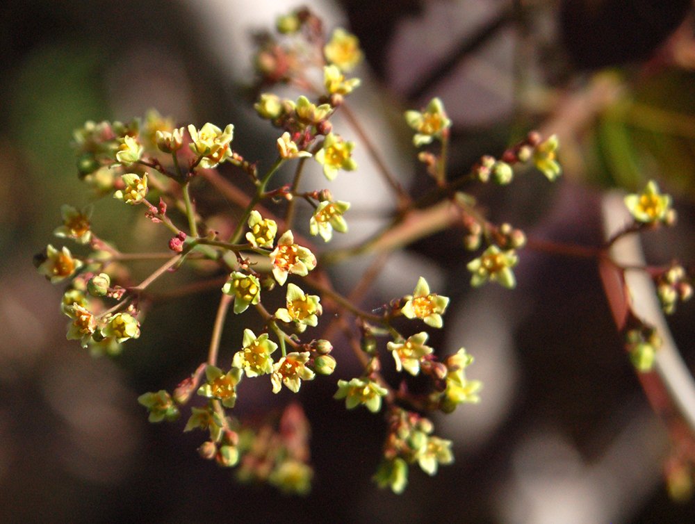 Cotinus coggygria 'Velvet Cloak' Flowers JWB.JPG