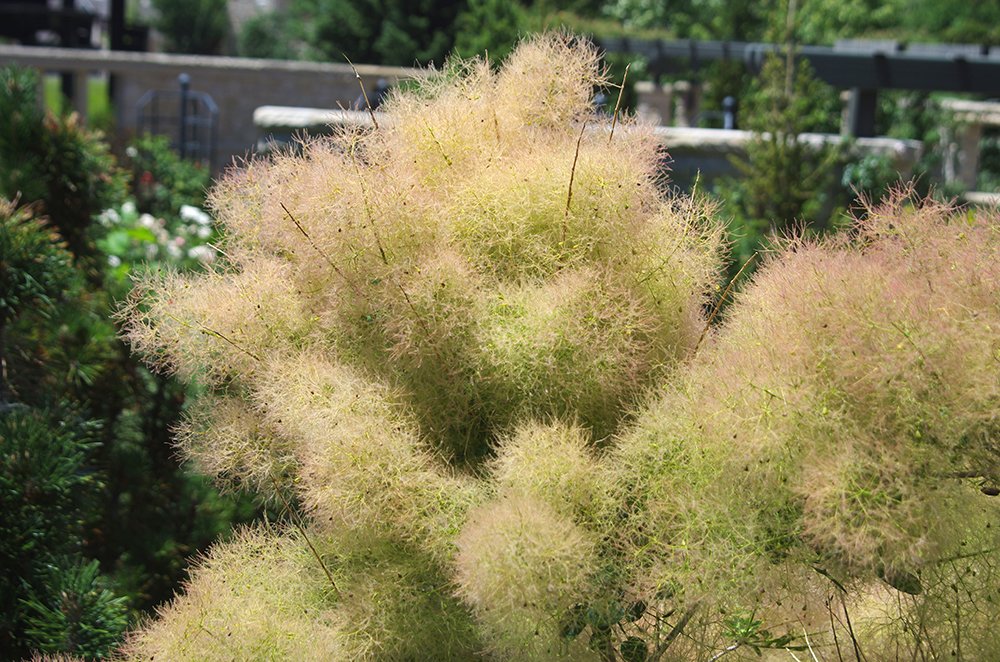 Cotinus coggygria 'Young Lady' Fruits JWB14.JPG