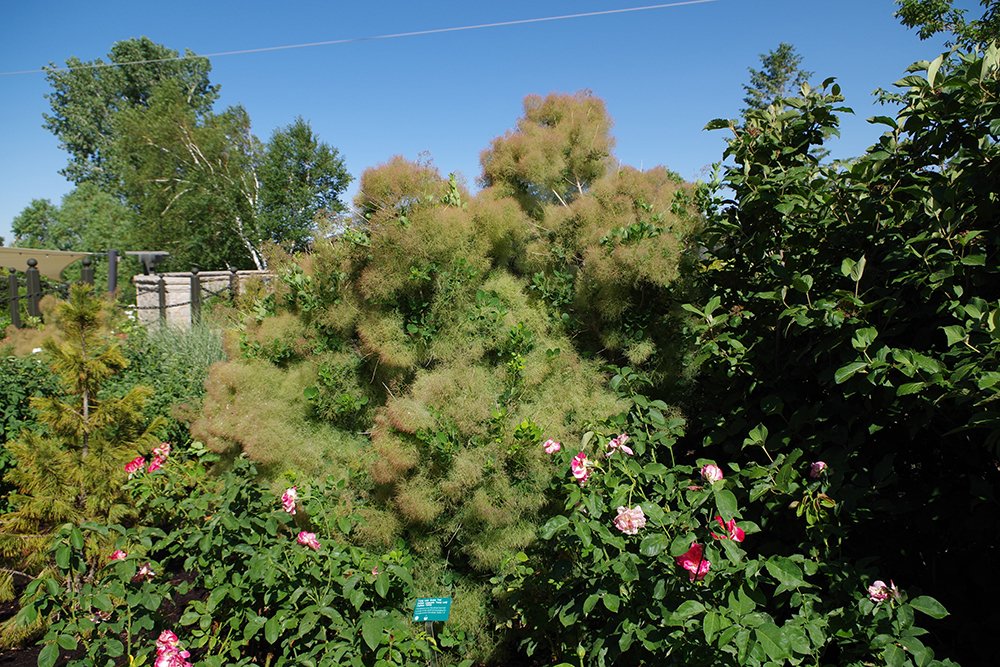Cotinus coggygria 'Young Lady' Habit 2 HMS17.JPG