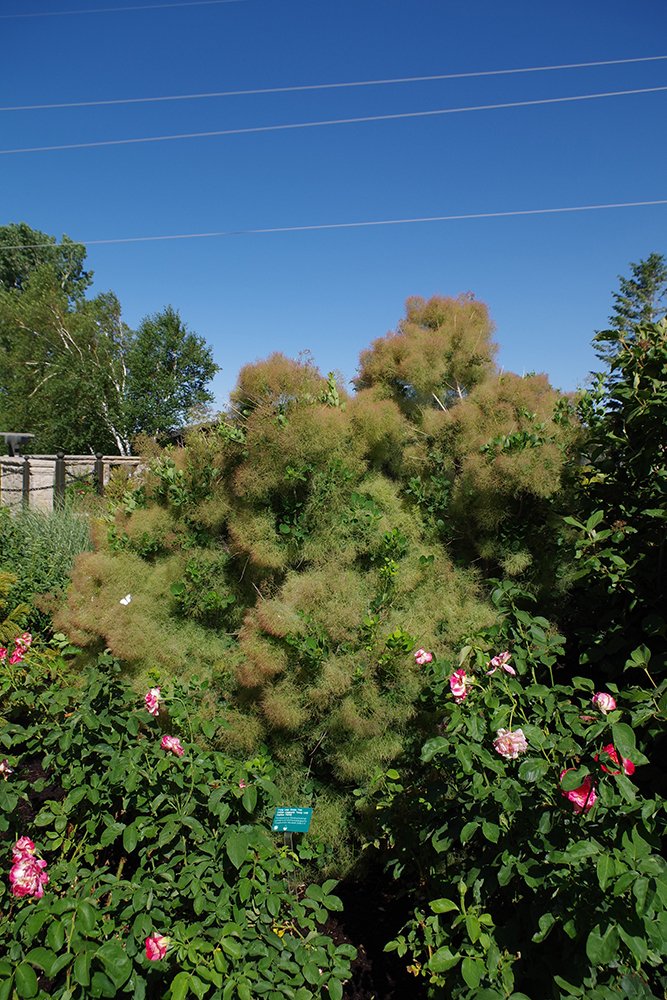 Cotinus coggygria 'Young Lady' Habit HMS17.JPG