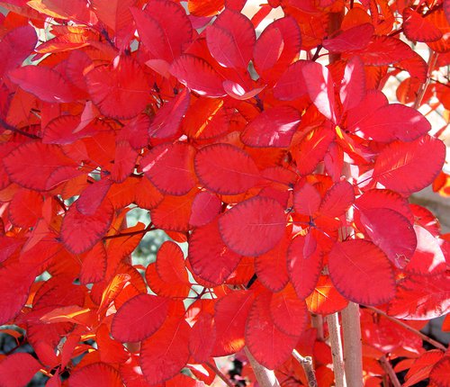 Cotinus x dummeri 'Grace' Fall Leaves JWB.JPG