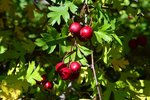 Crataegus-ambigua-Fruit-1-GLE21.JPG