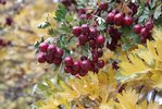 Crataegus-ambigua-Fruits-1-MJD19.JPG