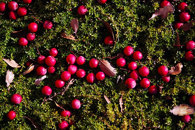 Crataegus-crus-galli-var.-inermis-Fruit-Fall-JWB22