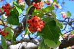 Crataegus-phaenopyrum-Fruits-1-GLE21.JPG