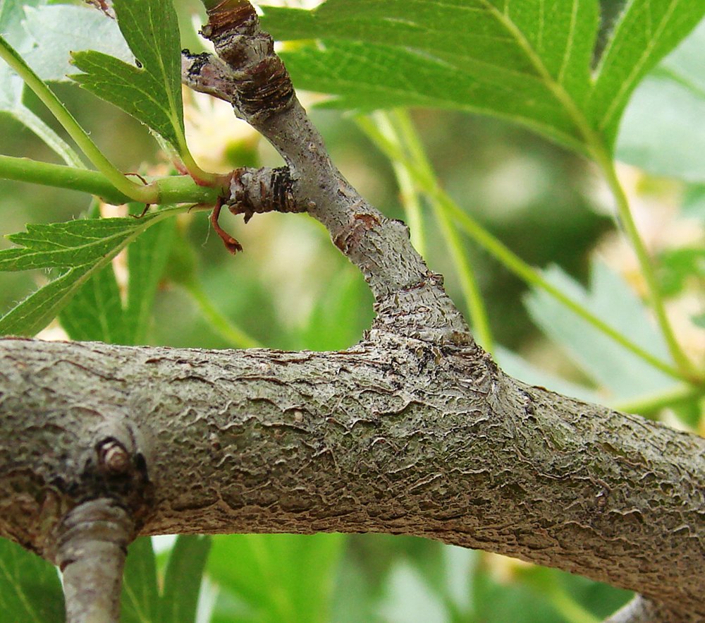 Crataegus ambigua Bark AP.JPG