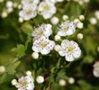 Crataegus ambigua Flowers 1 JWB.JPG