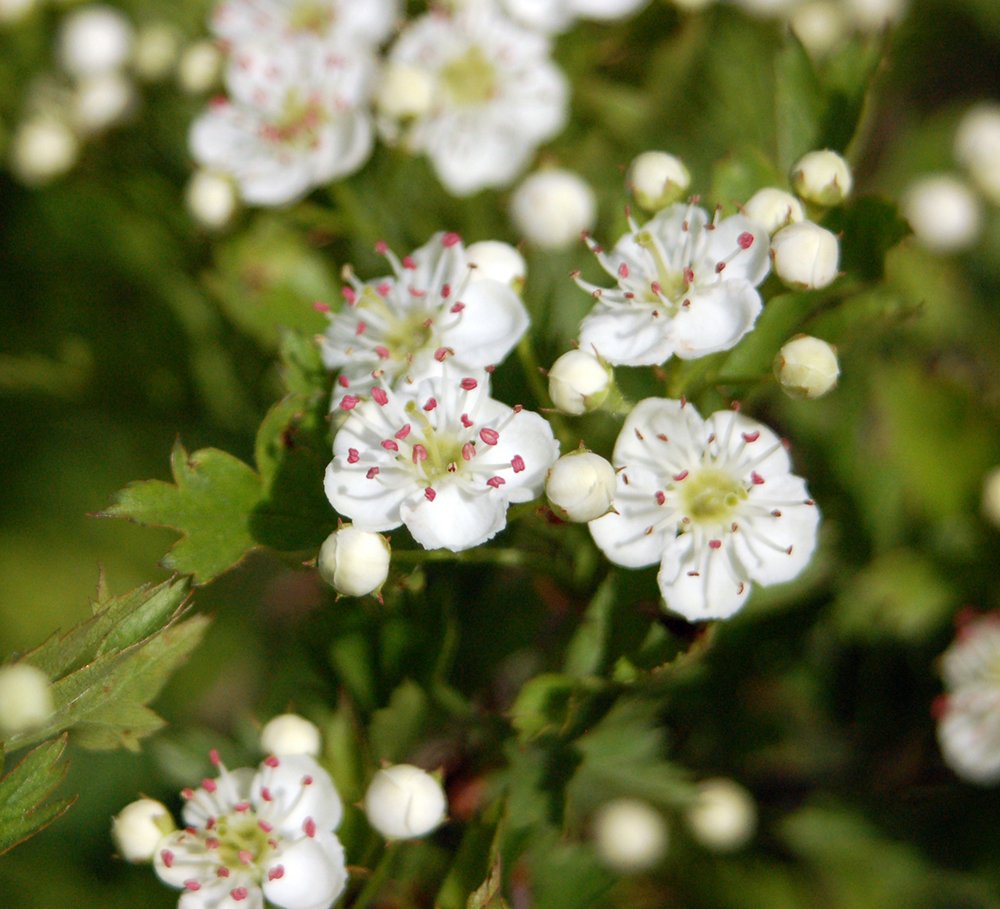 Crataegus ambigua Flowers 1 JWB.JPG