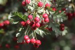 Crataegus ambigua Fruit 1 AJJ16.JPG