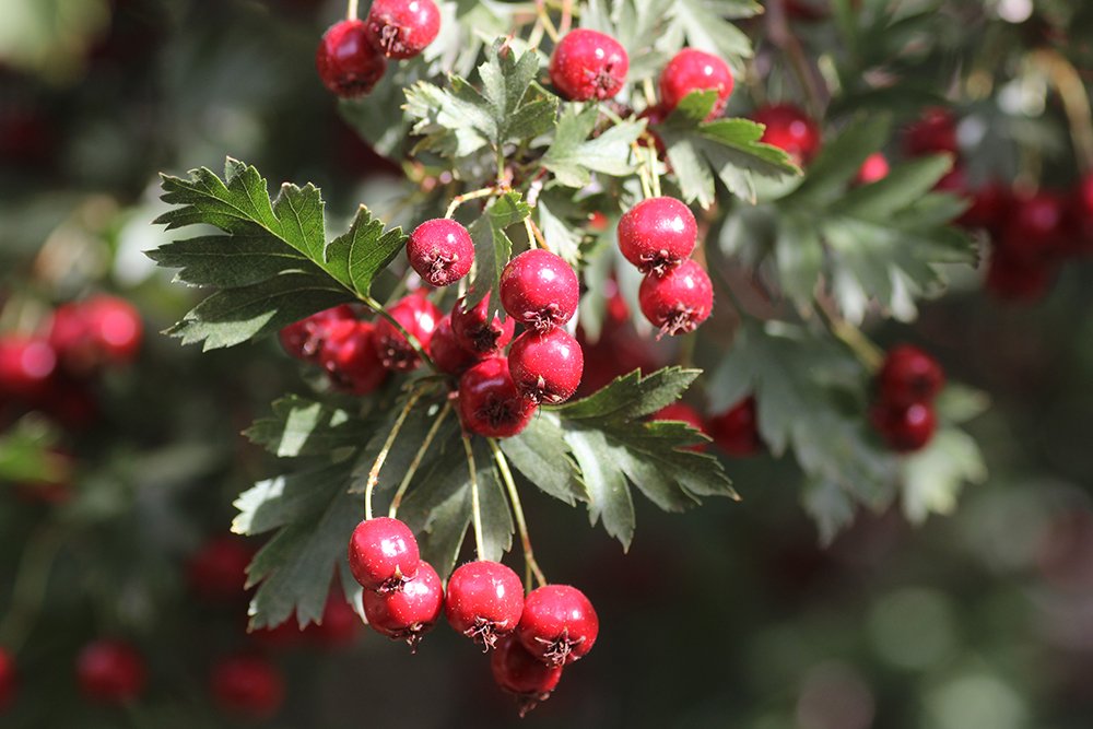 Crataegus ambigua Fruit 1 AJJ16.JPG