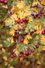 Crataegus ambigua Fruit Fall SQS14.JPG