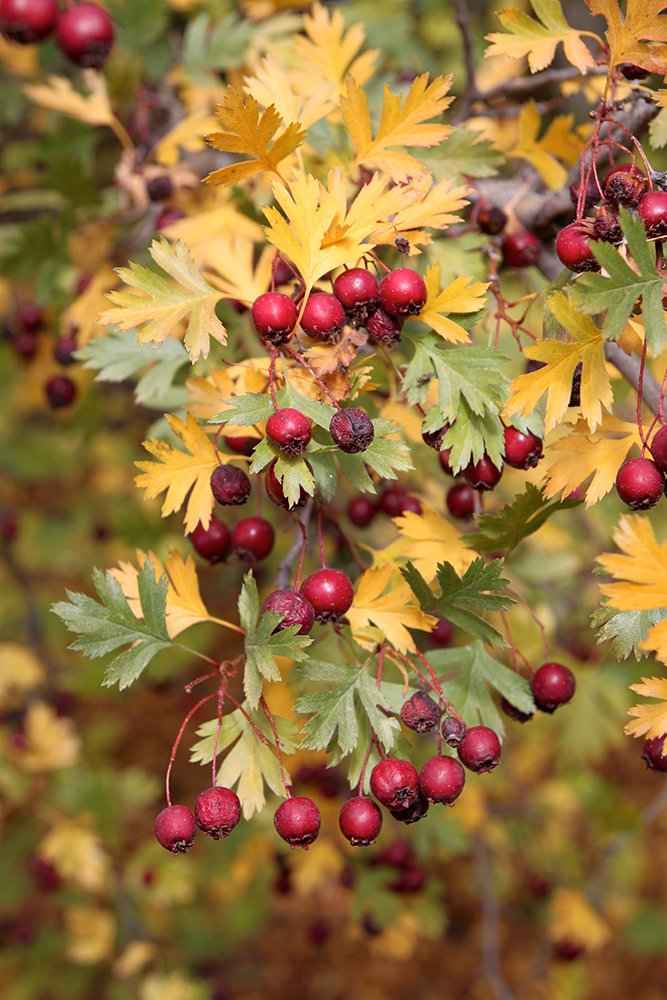 Crataegus ambigua Fruit Fall SQS14.JPG