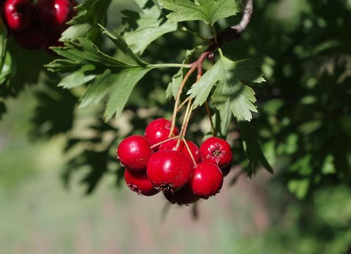 Crataegus ambigua Fruit LEG17.JPG