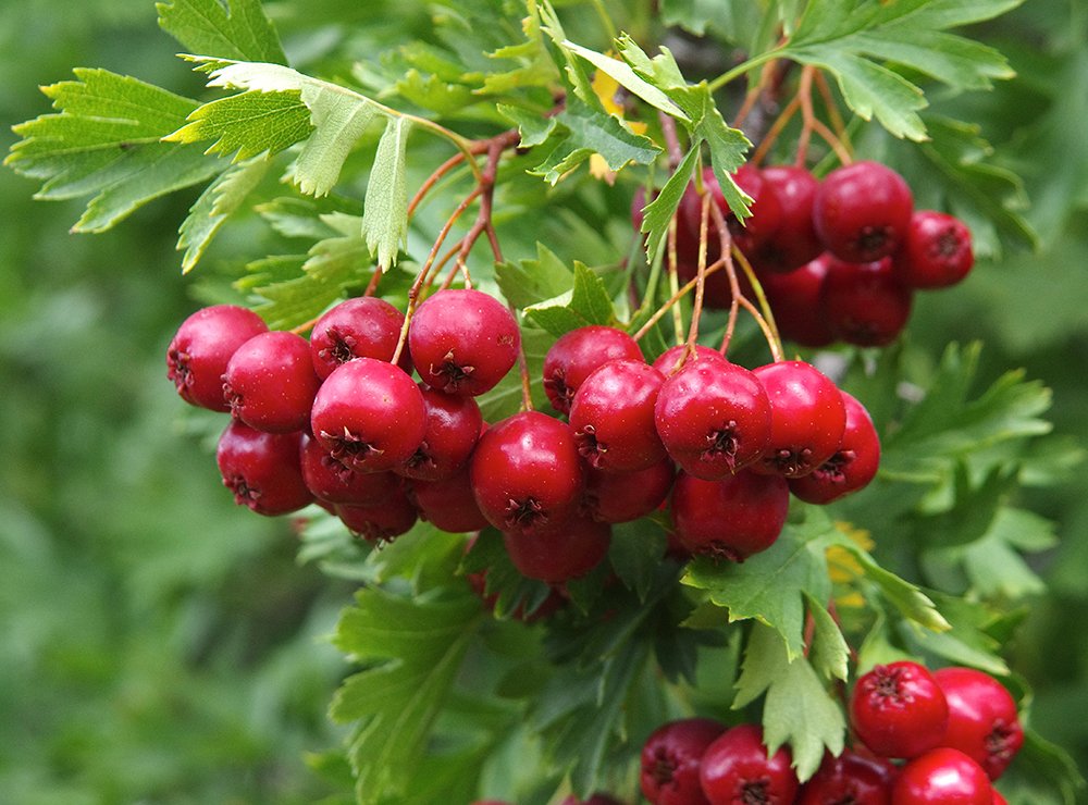Crataegus ambigua Fruits JWB13.JPG