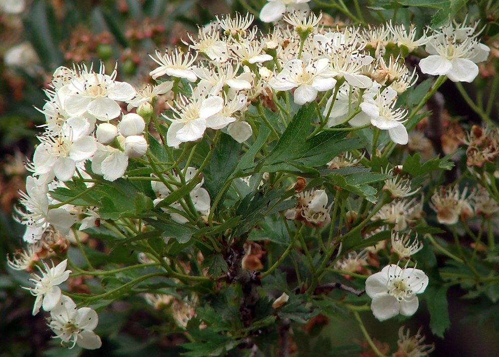 Crataegus ambigua Inflorescence AP.JPG