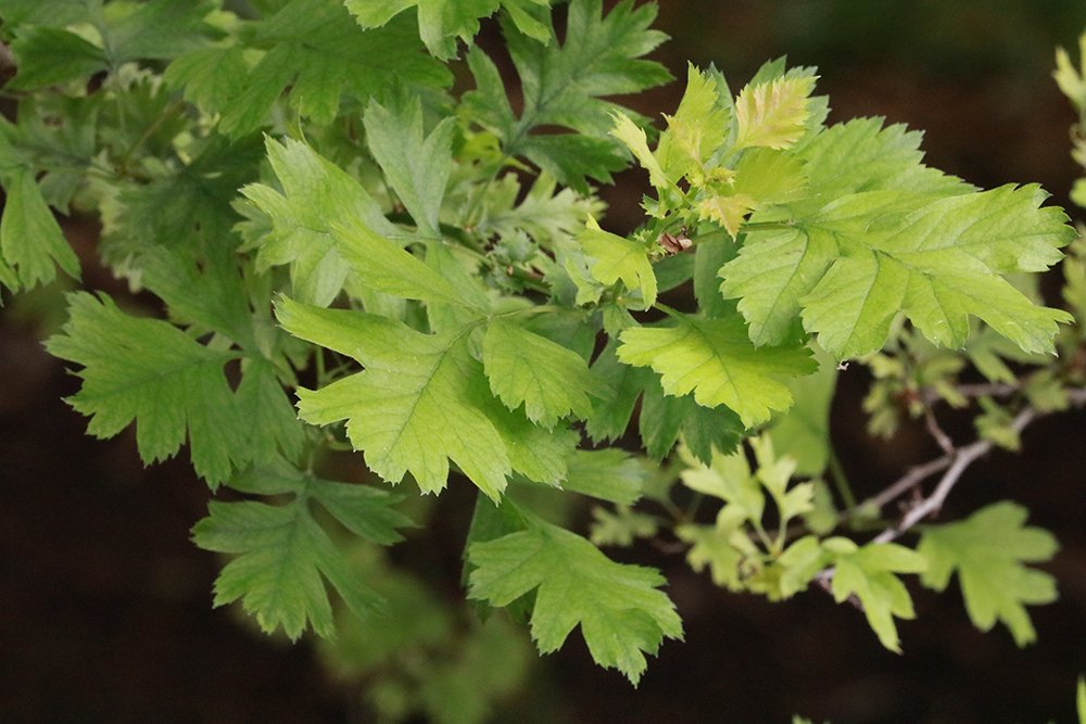 Crataegus ambigua Leaves KDW16.JPG