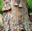 Crataegus ambigua Trunk Bark AP.JPG