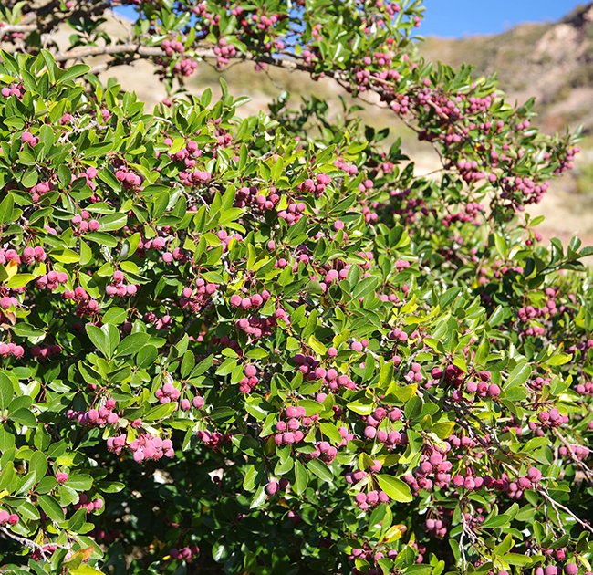 Crataegus