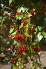 Crataegus phaenopyrum 2 JMH19.JPG