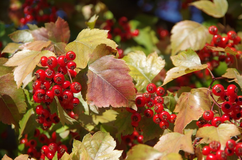 Crataegus phaenopyrum 4 JMH19.JPG