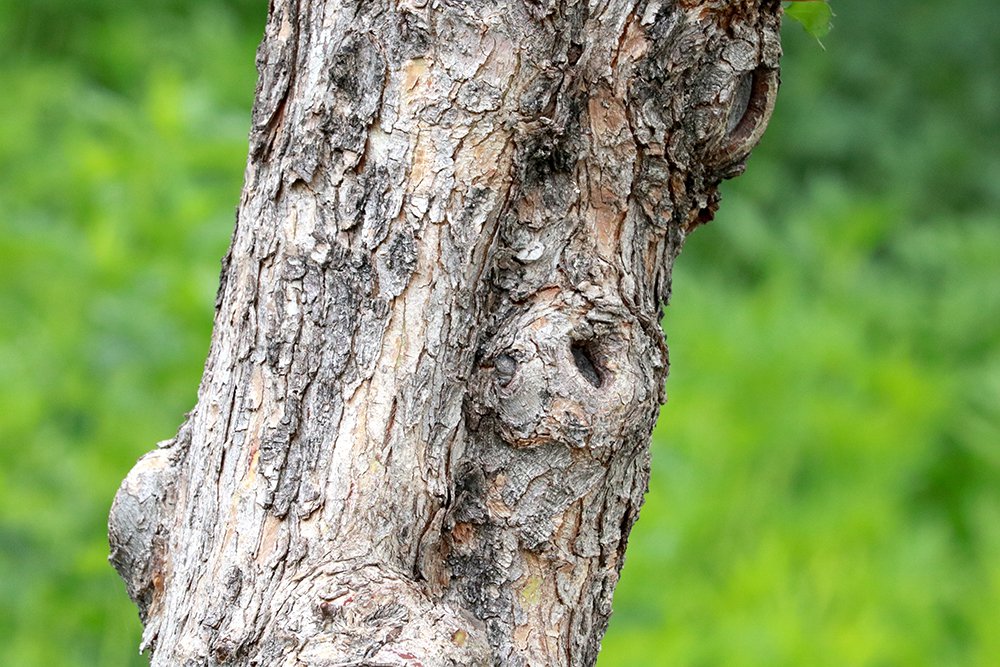 Crataegus phaenopyrum Bark 1 KDW16.JPG