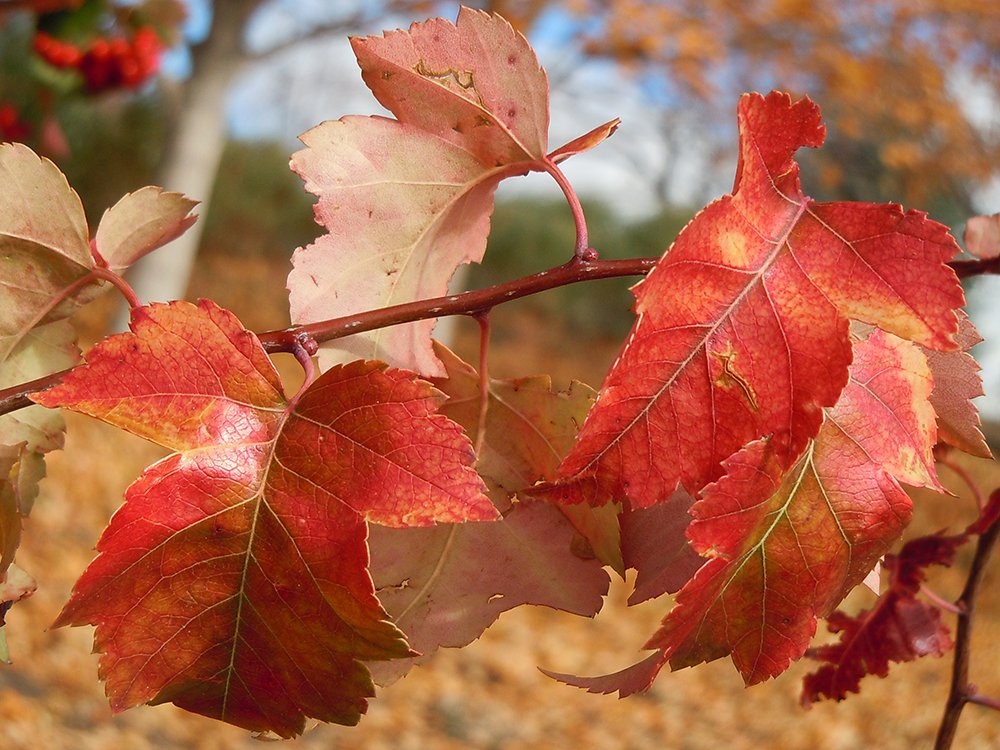 Crataegus phaenopyrum Fall Color 1 JWB.JPG