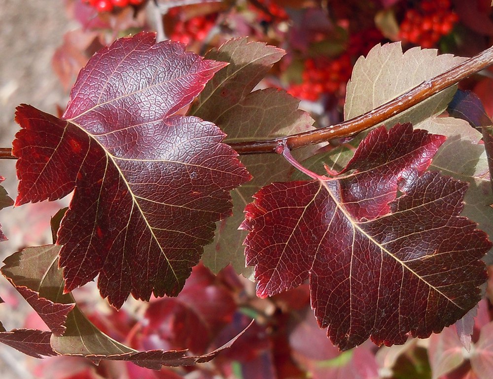 Crataegus phaenopyrum Fall Color 2 JWB.JPG