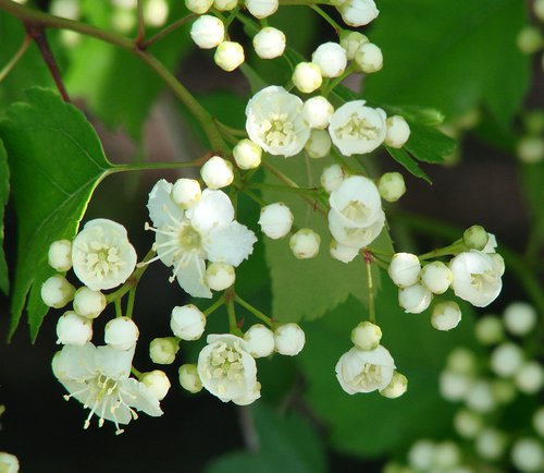 Crataegus phaenopyrum Flowers JW12.JPG