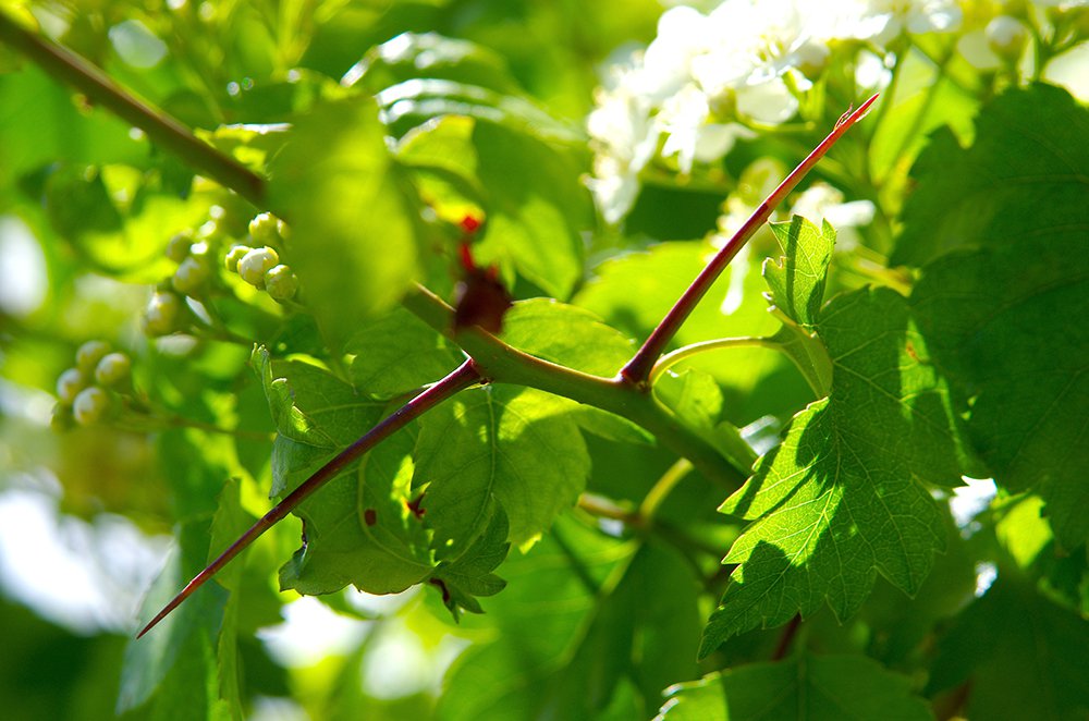 Crataegus phaenopyrum Thorns JWB13.JPG