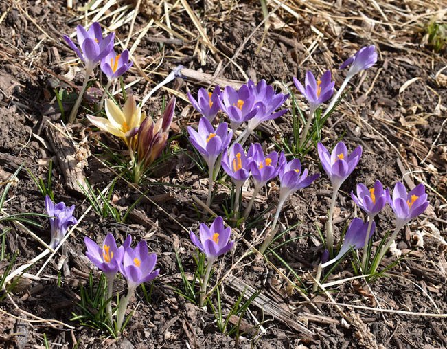 Crocus-tommasinianus-'Barr's-Purple'-Jason-Baker