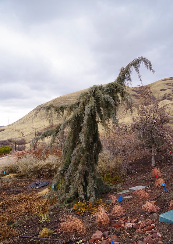 Cupressus-&#x27;Raywood-Weeping&#x27;-Winter-Habit-HMS25