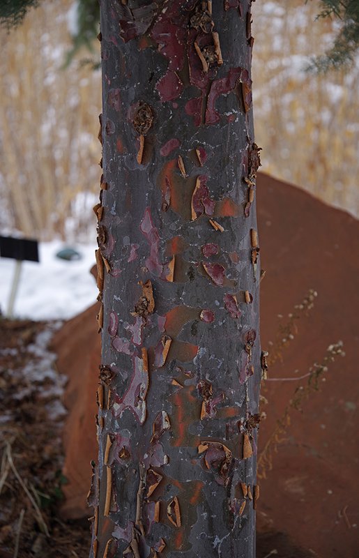 Cupressus-arizonica-&#x27;Chaparral&#x27;-Bark-Winter-HMS23