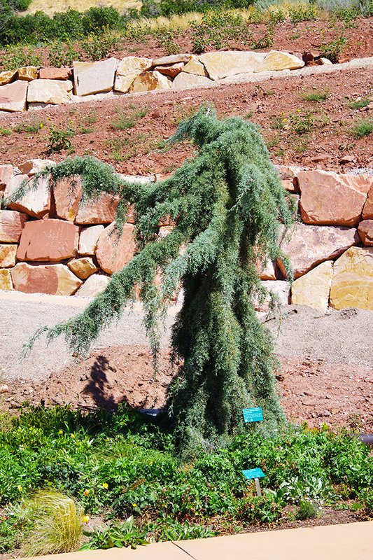 Cupressus-arizonica-&#x27;Raywood&#x27;s-Weeping&#x27;-Habit-1-JWB24