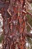 Cupressus-arizonica-var-glabra-Chaparral-Bark-1-JWB19.JPG