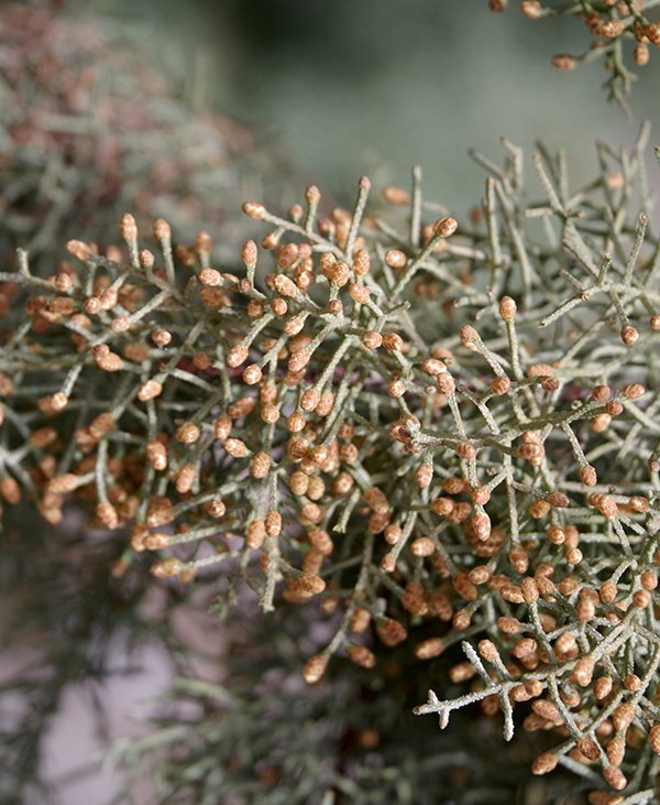 Arizona Cypress