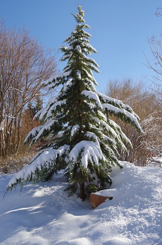 Cupressus arizonica 3 JMH17.JPG